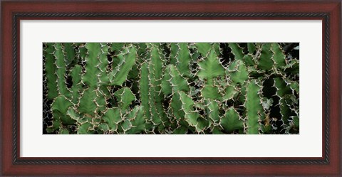 Framed Close-Up Of Cactus Plants, Botanical Gardens Of Buffalo, New York Print