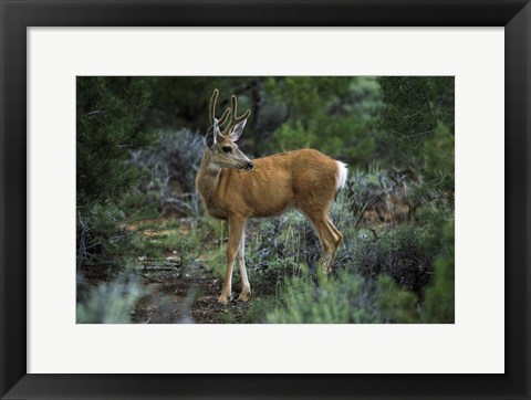 Framed Young Mule Deer Buck, Grand Canyon National Park, Arizona Print
