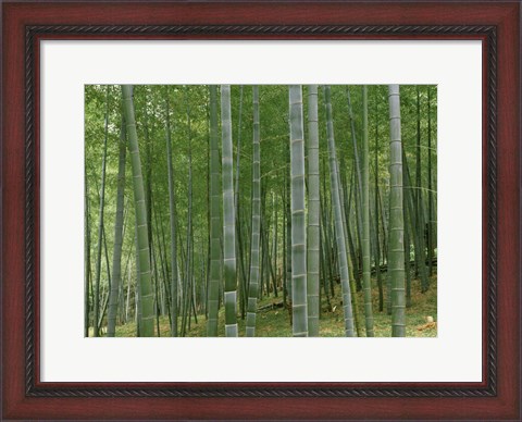 Framed Bamboo Trees In A Forest, Fukuoka, Japan Print