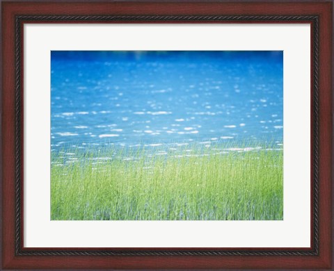 Framed Grass In Water Print