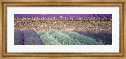Framed Lavender Growing Beside Dry-Stone Wall, Somerset, England Print