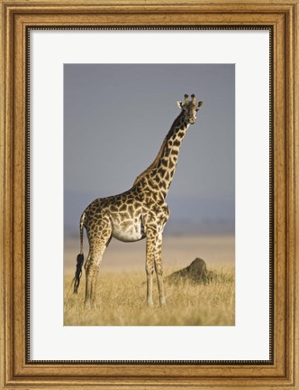 Framed Masai Giraffe Standing In A Forest, Kenya Print