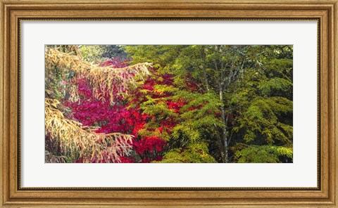 Framed Trees In Autumn, Westonbirt Arboretum, Gloucestershire, England Print