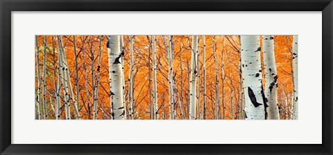 Framed View Of Aspen Trees, Granite Canyon, Wyoming, Print