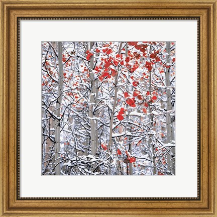 Framed Snow Covered Aspen Trees Print