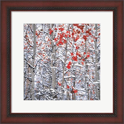 Framed Snow Covered Aspen Trees Print