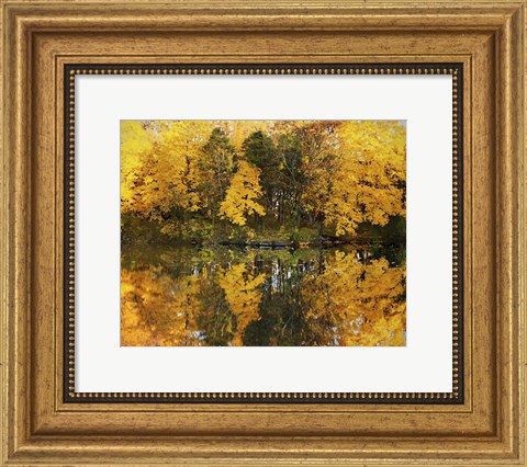 Framed Autumn Trees In A Park, Delnor Woods Park, St. Charles, Illinois Print