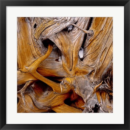 Framed Bark Of Spruce Tree Print
