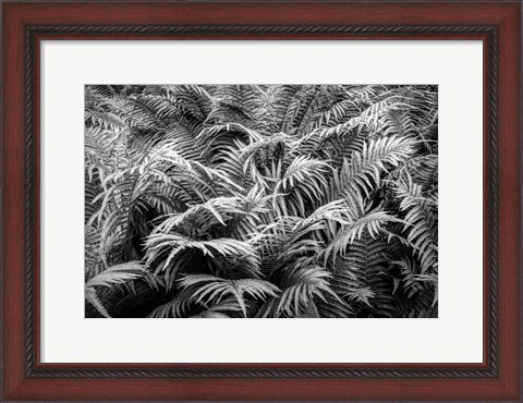 Framed Fern Plants In Springtime, Stuttgart, Germany Print