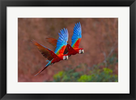 Framed Close Up Of Two Flying Red-And-Green Macaws Print