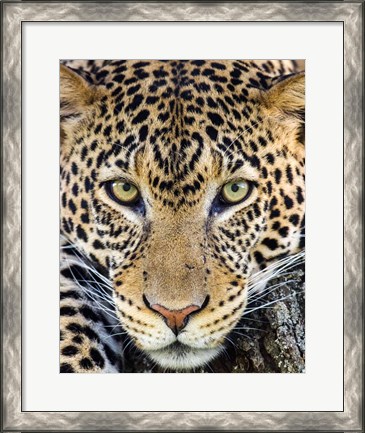 Framed Close Up Of Cheetah, Ngorongoro Conservation Area, Tanzania Print