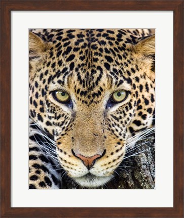 Framed Close Up Of Cheetah, Ngorongoro Conservation Area, Tanzania Print