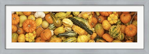 Framed View Of Decoarative Pumpkins Print
