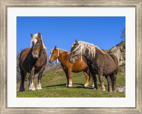 Framed Close-Up Of Three Horses Print