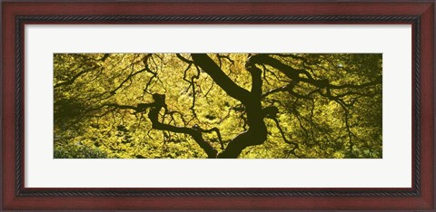 Framed View Of Tree Branches, Portland Japanese Garden Print