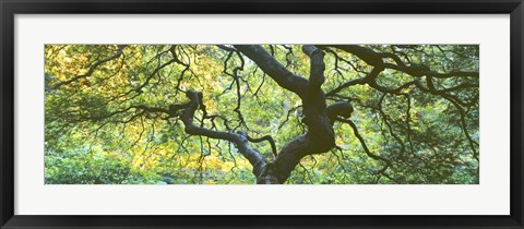 Framed Close Up Of Japanese Maple Branches, Portland Japanese Garden Print