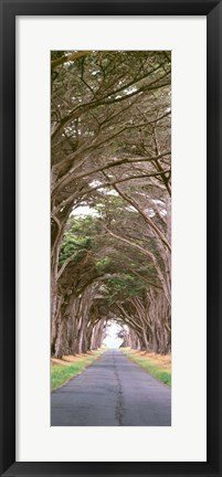 Framed View Of Monterey Cypresses Above Road, Point Reyes National Seashore, California Print
