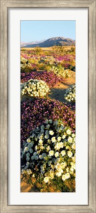 Framed Clumps Of Flowers Of Sand Verbena And Dune Primrose Print