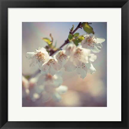 Framed Soft bloom II Print
