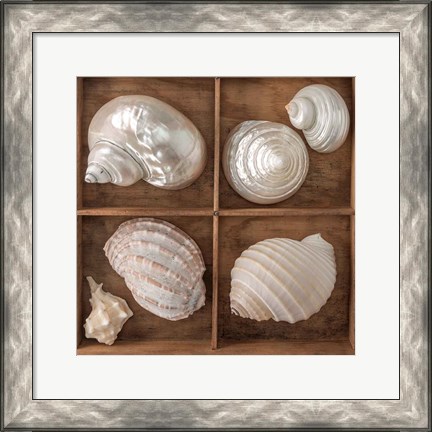 Framed Seashells Treasures II Print