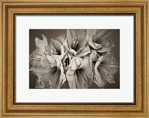 Framed Grand Floral Print