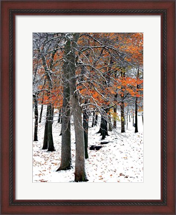 Framed SnowFall II Print