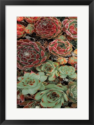 Framed Succulent Collection I Print