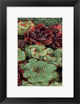 Framed Succulent Collection III Print