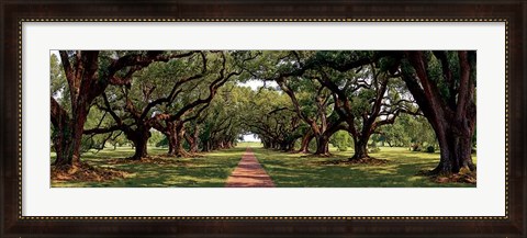 Framed Enchanted Oaks Print