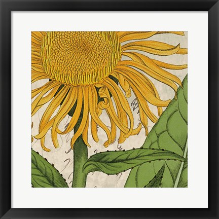 Framed Joyful Bloom I Print