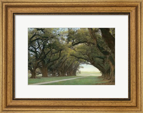 Framed Alley Of The Oaks Print