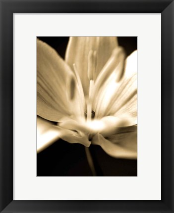 Framed Radiance III Print