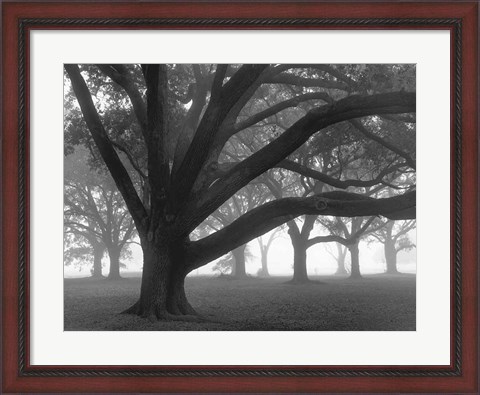 Framed Oak Grove in Fog (black &amp; white) Print