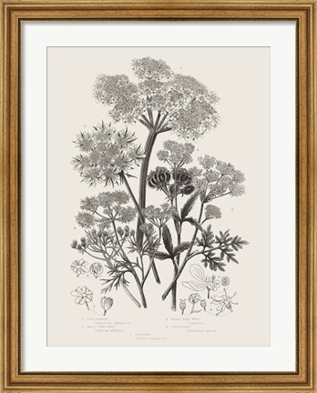 Framed Flowering Plants VI Neutral Print