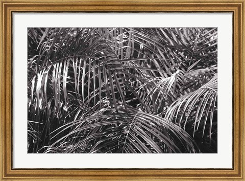 Framed Tropical Fronds BW Print