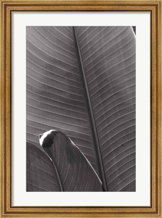 Framed Palm Detail III BW Print