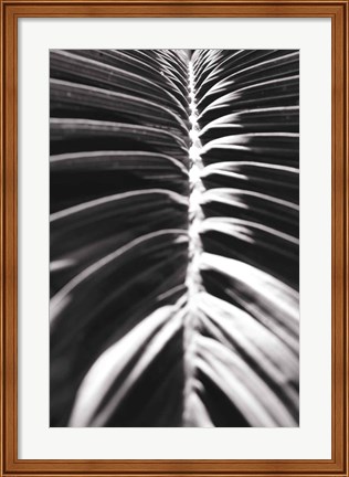 Framed Palm Detail II BW Print