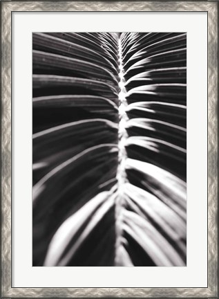 Framed Palm Detail II BW Print