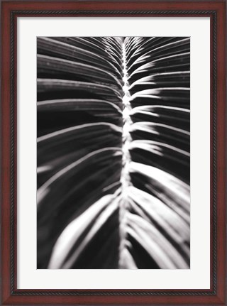 Framed Palm Detail II BW Print