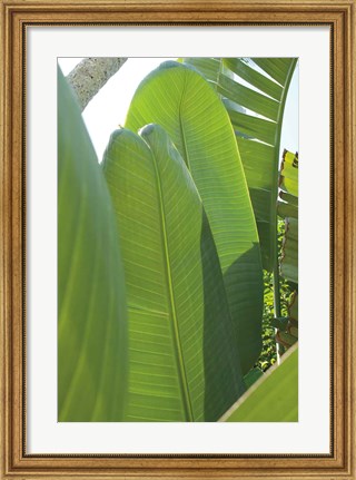 Framed Palm Detail IV Print