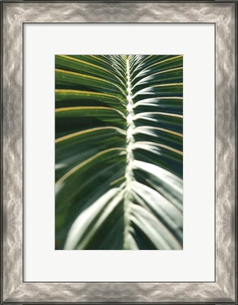 Framed Palm Detail II Print