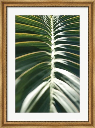Framed Palm Detail II Print