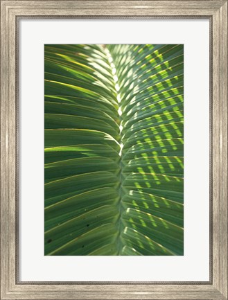 Framed Palm Detail I Print