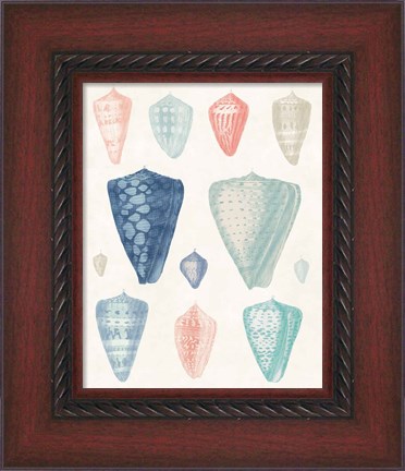 Framed Colorful Shell Assortment II Coral Cove Print