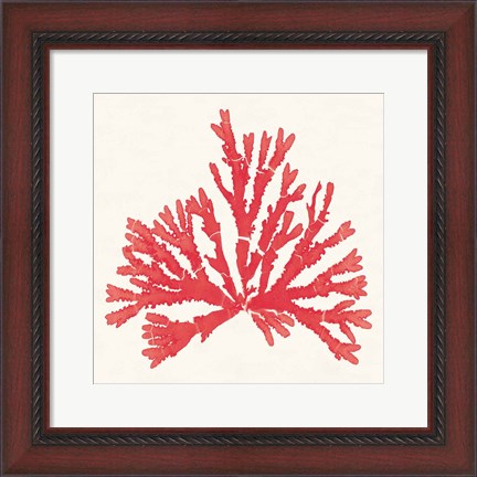Framed Pacific Sea Mosses IV Red Print