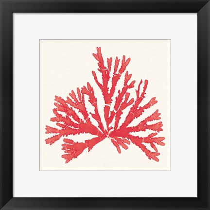 Framed Pacific Sea Mosses IV Red Print