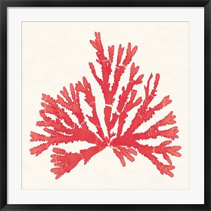 Framed Pacific Sea Mosses IV Red Print