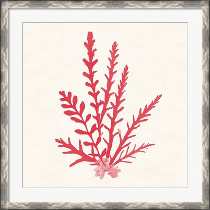 Framed Pacific Sea Mosses III Red Print