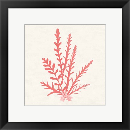 Framed Pacific Sea Mosses III Coral Print