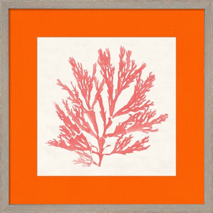 Framed Pacific Sea Mosses I Coral Print